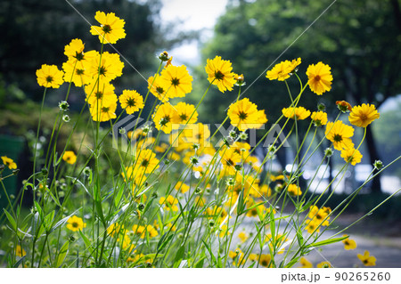 花 植物 グムギェグク 90265260
