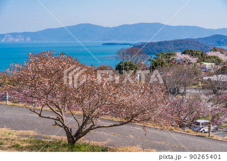 （岡山県）桜咲く、道の駅一本松展望園から望む、瀬戸内の海 90265401