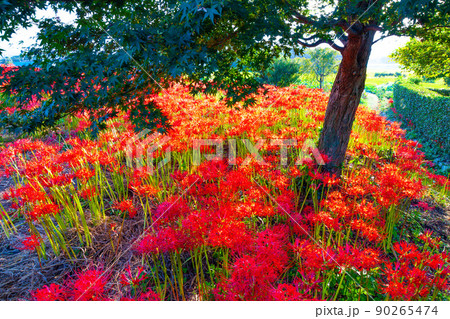 九品寺の周辺に咲く彼岸花 90265474