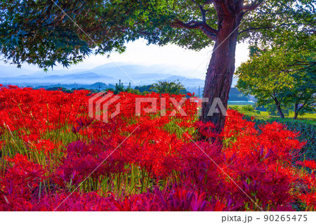 九品寺の周辺に咲く彼岸花 九品寺の周辺に咲く彼岸花 90265475
