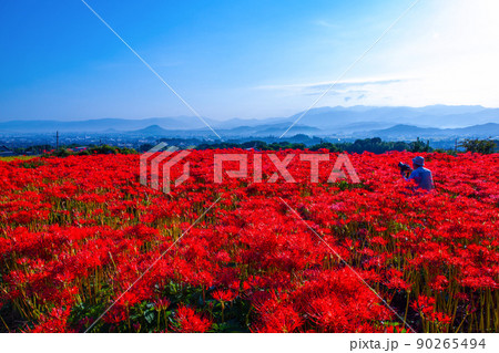 九品寺の周辺に咲く彼岸花 90265494