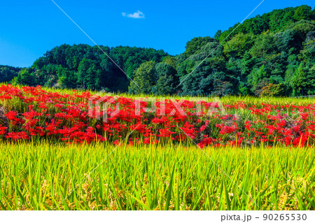 一言主神社周辺に咲く彼岸花 90265530