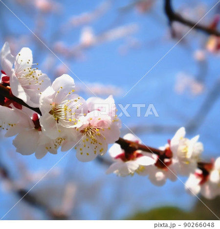 白梅の花 白梅の花 90266048