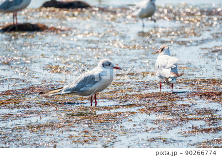 Black-headed gull, lat. Chroicocephalus ridibundus, sits on the river shore 90266774