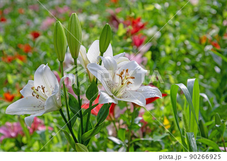 一面のゆり　初夏の花園～可睡ゆりの園 90266925