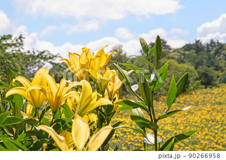 一面のゆり　初夏の花園～可睡ゆりの園 90266958