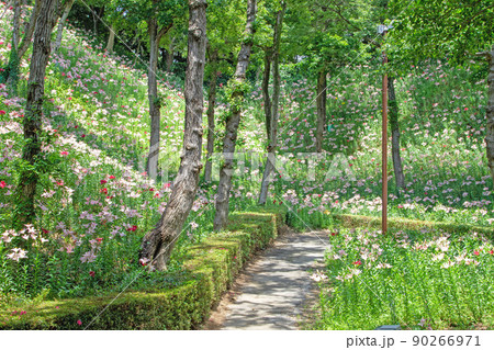 一面のゆり 初夏の花園~可睡ゆりの園 一面のゆり 初夏の花園~可睡ゆりの園 90266971