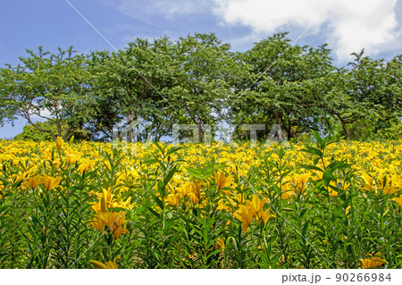 一面のゆり　初夏の花園～可睡ゆりの園 90266984