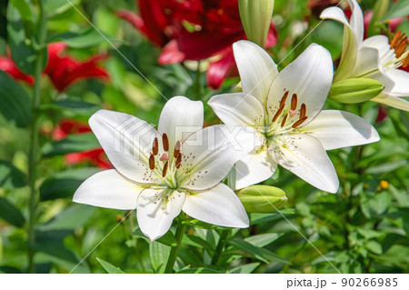 一面のゆり　初夏の花園～可睡ゆりの園 90266985