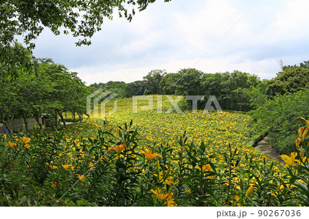 一面のゆり　初夏の花園～可睡ゆりの園 90267036