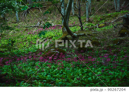兵庫県　ちくさ湿原のクリンソウ 90267204
