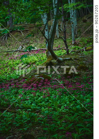 兵庫県　ちくさ湿原のクリンソウ 90267205
