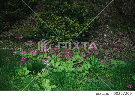 兵庫県　ちくさ湿原のクリンソウ 90267209