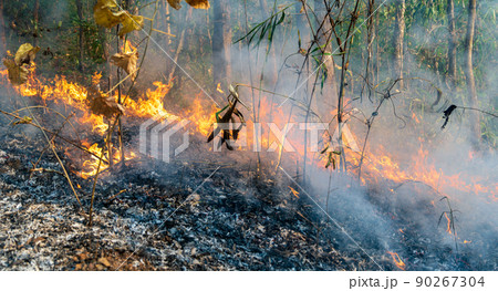 Wildfire disaster in tropical forest caused by human 90267304