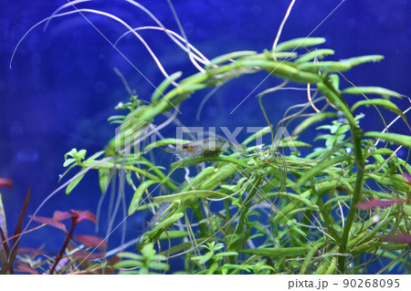 抱卵したミナミヌマエビ 90268095