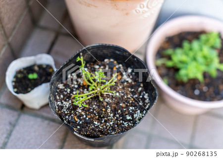 園芸 挿木 夏野菜の植付け 園芸 挿木 夏野菜の植付け 90268135