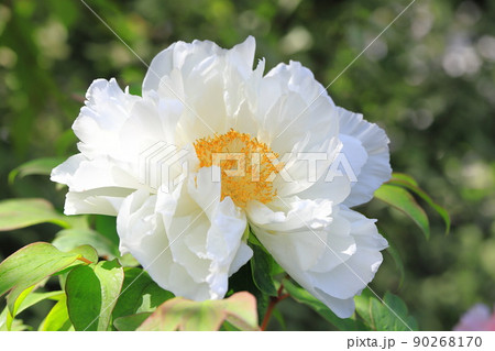 大輪の白い牡丹の花（ボタン）　 90268170