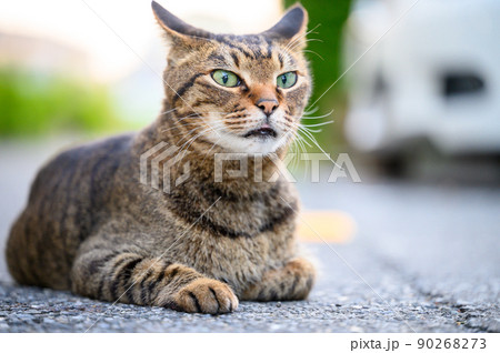 駐車場で伏せるキジトラ猫 駐車場で伏せるキジトラ猫 90268273