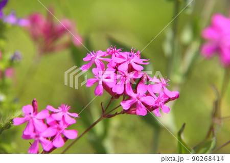 ムシトリナデシコ ムシトリナデシコ 90268414