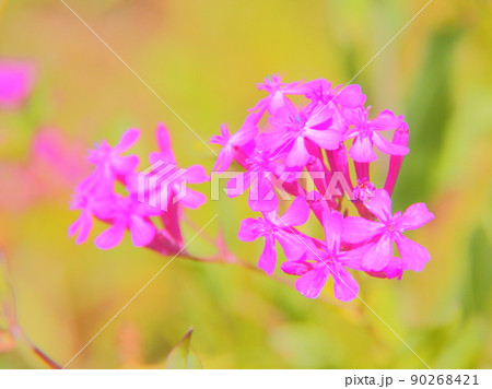 ムシトリナデシコ 90268421