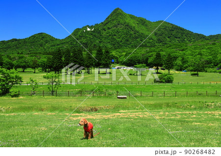 【鳥取県】快晴の鏡ヶ成と新緑（奥大山） 90268482