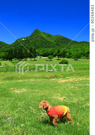 【鳥取県】快晴の鏡ヶ成と新緑（奥大山） 90268483