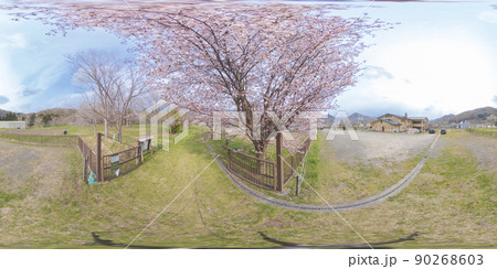 満開の桜（360°VR素材） 90268603