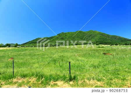 【岡山県】新緑の蒜山高原（ひるぜん ジャージーランド） 90268753
