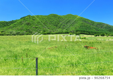 【岡山県】新緑の蒜山高原(ひるぜん ジャージーランド) 【岡山県】新緑の蒜山高原(ひるぜん ジャージーランド) 90268754