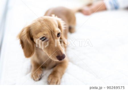愛犬と乳児の寝顔　7ヵ月　男児　カニンヘンダックスフンド 90269575