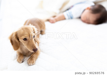 愛犬と乳児の寝顔　7ヵ月　男児　カニンヘンダックスフンド 90269576