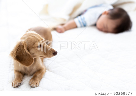 愛犬と乳児の寝顔　7ヵ月　男児　カニンヘンダックスフンド 90269577