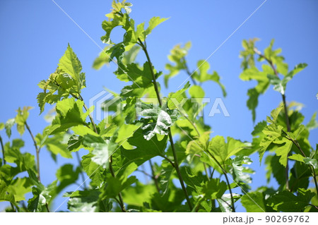 初夏のクワ(桑)の葉 初夏のクワ(桑)の葉 90269762