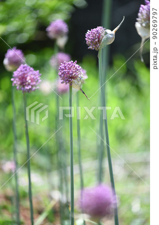 ニンニク 大蒜 の花の写真素材