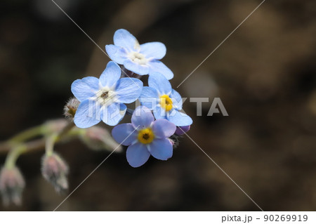 春の日本の庭に咲くワスレナグサの青い花 春の日本の庭に咲くワスレナグサの青い花 90269919