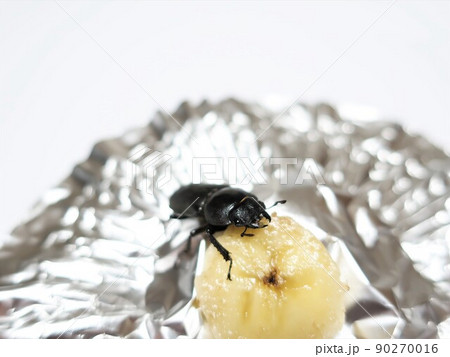 クワガタ（メス）餌　バナナ 90270016