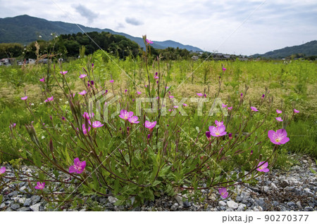 アカバナユウゲショウの花が咲く風景 アカバナユウゲショウの花が咲く風景 90270377
