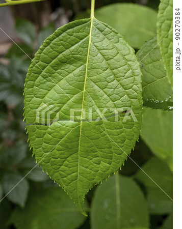 トチュウの葉を引きちぎると出るゴム質の糸 90270384