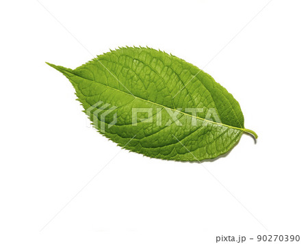 白バックにトチュウの葉 90270390