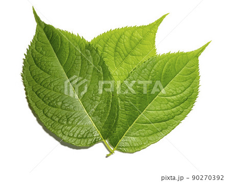 白バックにトチュウの葉 90270392