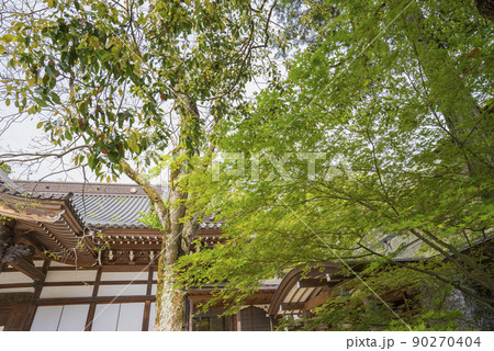 深大寺　新緑 　浮岳山昌楽院　厄除元三大師 90270404