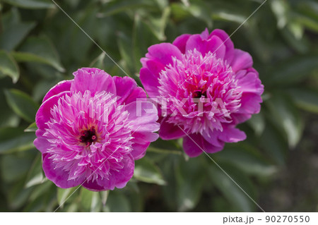 花 　牡丹　満開　芍薬　シャクヤク　植物 　ボタン　ボタン科  90270550