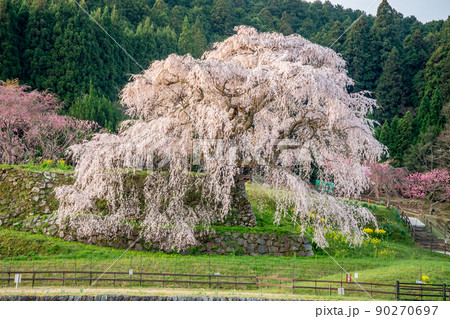 奈良 宇陀市 又兵衛桜 一本桜 奈良 宇陀市 又兵衛桜 一本桜 90270697