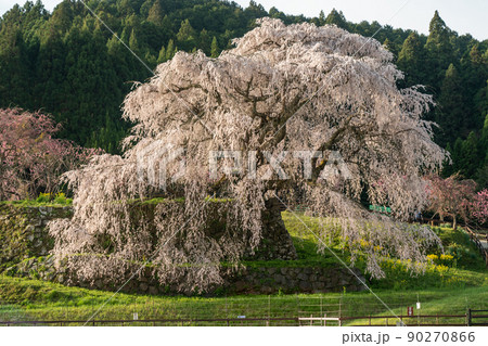 奈良　宇陀市　又兵衛桜　一本桜 90270866
