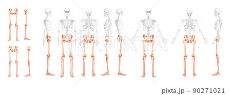 Set of lower limbs Human Pelvis, legs, Thighs Feet, ankles Skeleton front back side view with partly transparent body 90271021