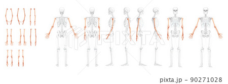 Set of Skeleton Arms Human front back side view with partly transparent bones position. Hands, forearms realistic flat Set of Skeleton Arms Human front back side view with partly transparent bones position. Hands, forearms realistic flat 90271028