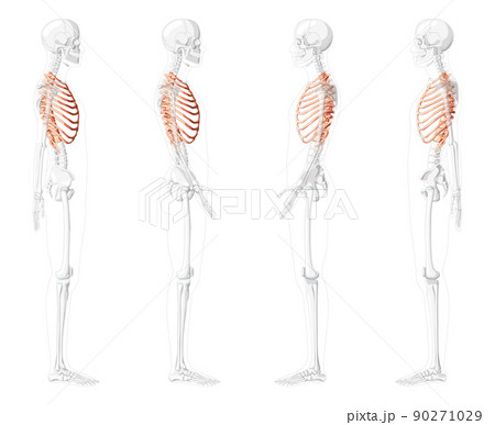Set of Rib cages Skeleton Human side lateral view with partly transparent skeleton position. Anatomically realistic 90271029