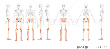 Set of lower limbs Human Pelvis with legs, Thighs Feet, ankle Skeleton front back side view with partly transparent body 90271037