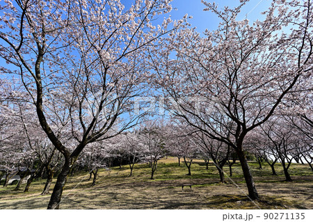 卯辰山の桜 卯辰山の桜 90271135