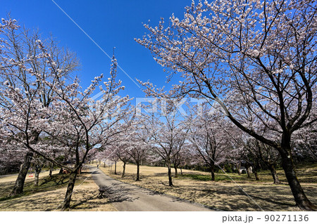 卯辰山の桜 卯辰山の桜 90271136